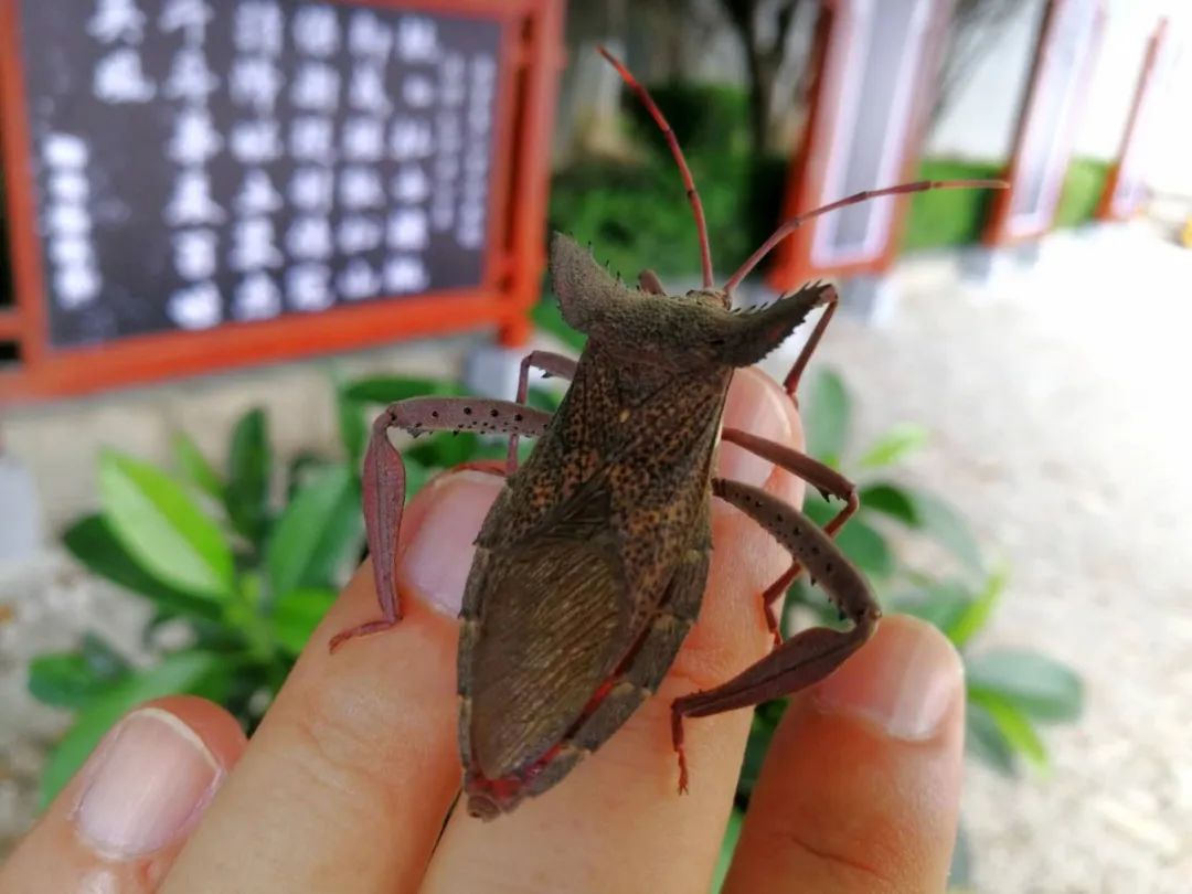 尋找見證者全國城市生物多樣性徵集活動來啦讓人與自然和諧相處