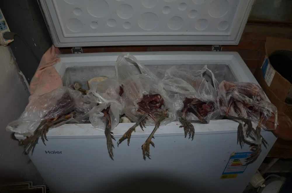 非法捕杀18只野鸡!云南一男子被判有期徒刑5年!