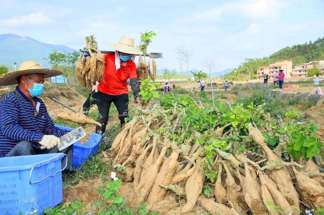 现挖现发货云浮千亩粉葛基地复耕复产粉葛粉糯香甜老少佳宜