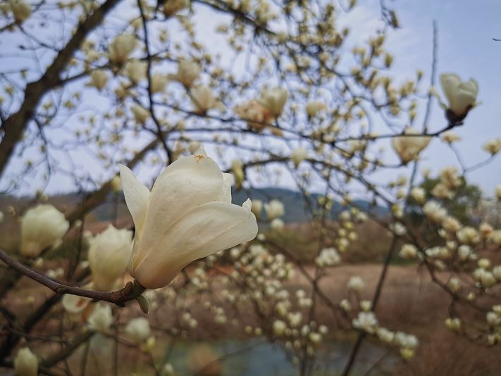 鮮有人知吹爆這處玉蘭花海低調美成仙境雲賞花拒絕錯過