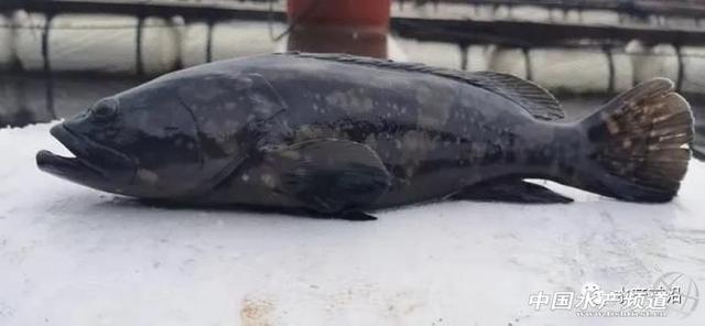 2020年养哪个品种的石斑鱼能赚钱