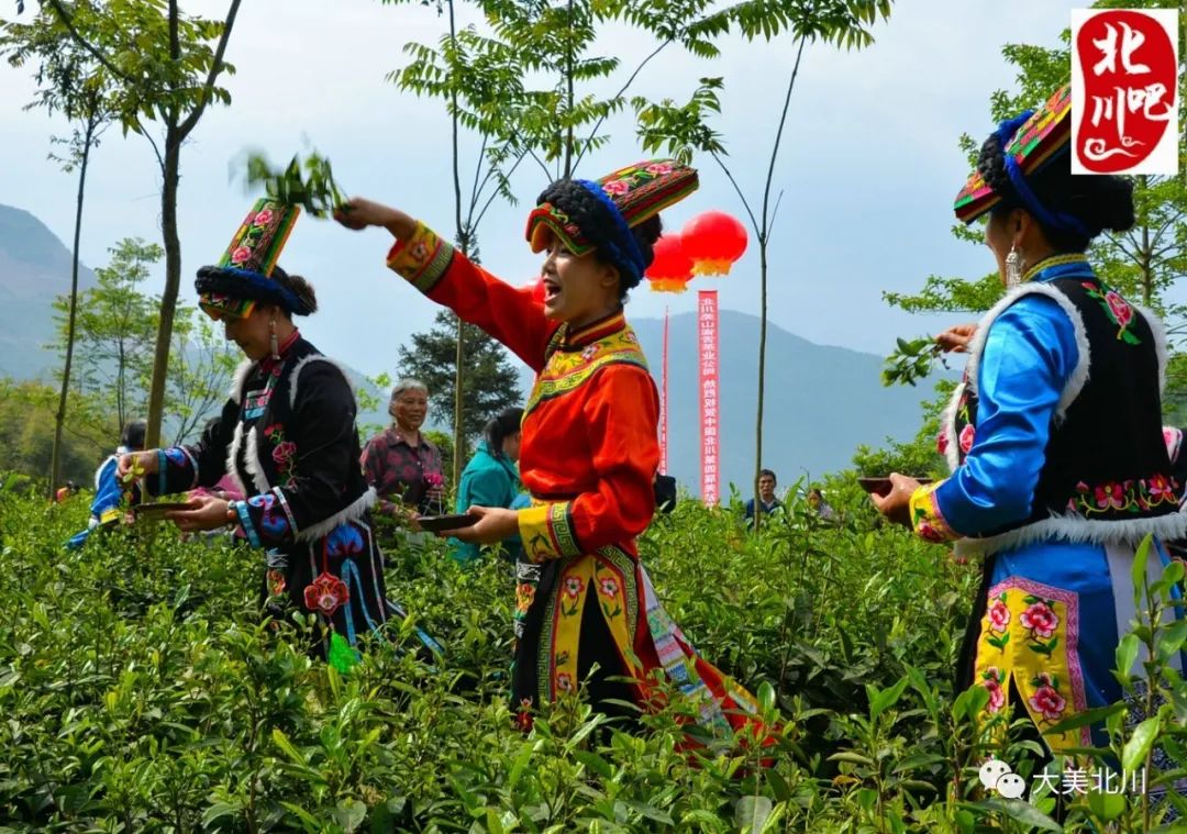 疫后来北川催芽节采茶羌族美女帅哥好手艺