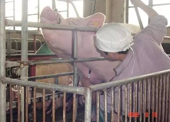 猪前腔静脉采血的操作细节有图有视频