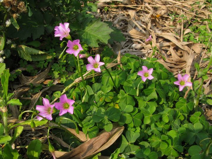 四川乡间小野花长在童年回忆里的小花你还认得它吗