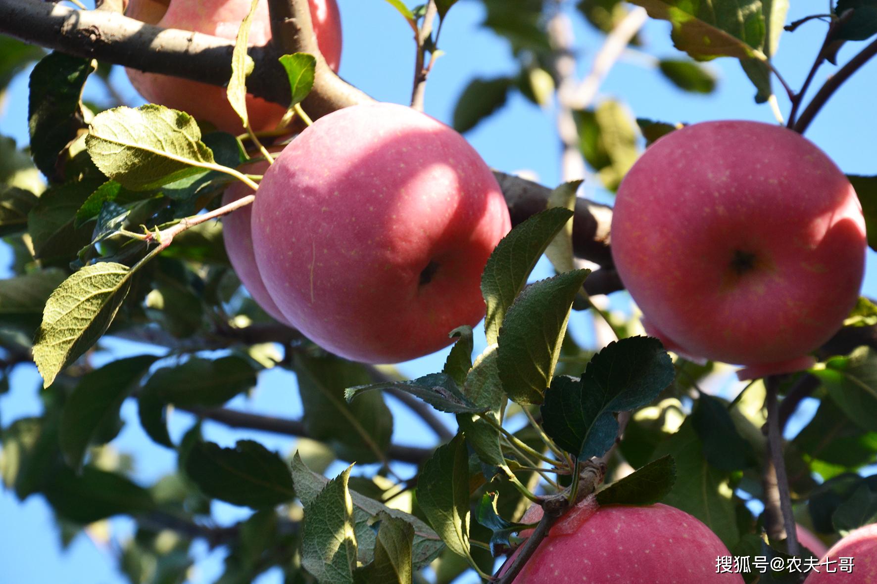 春季苹果树追施氮肥,尿素好还是硝酸铵钙好,这篇文