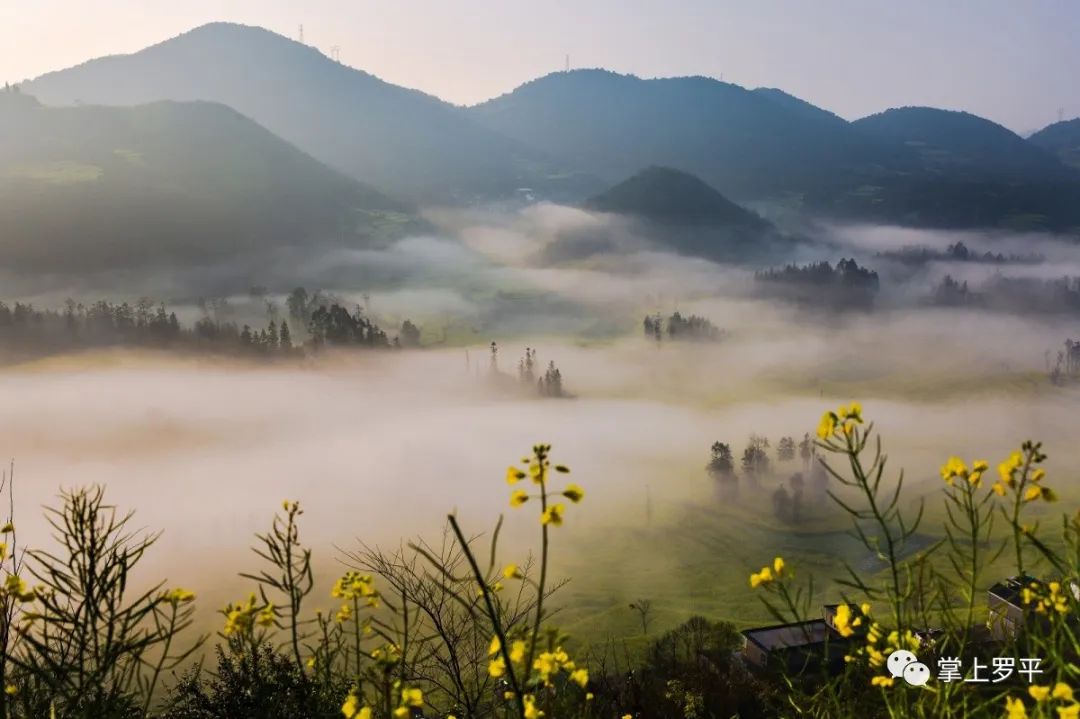 春光灿烂万象更新罗平百万亩油菜花竞放依然是我们熟悉的样子