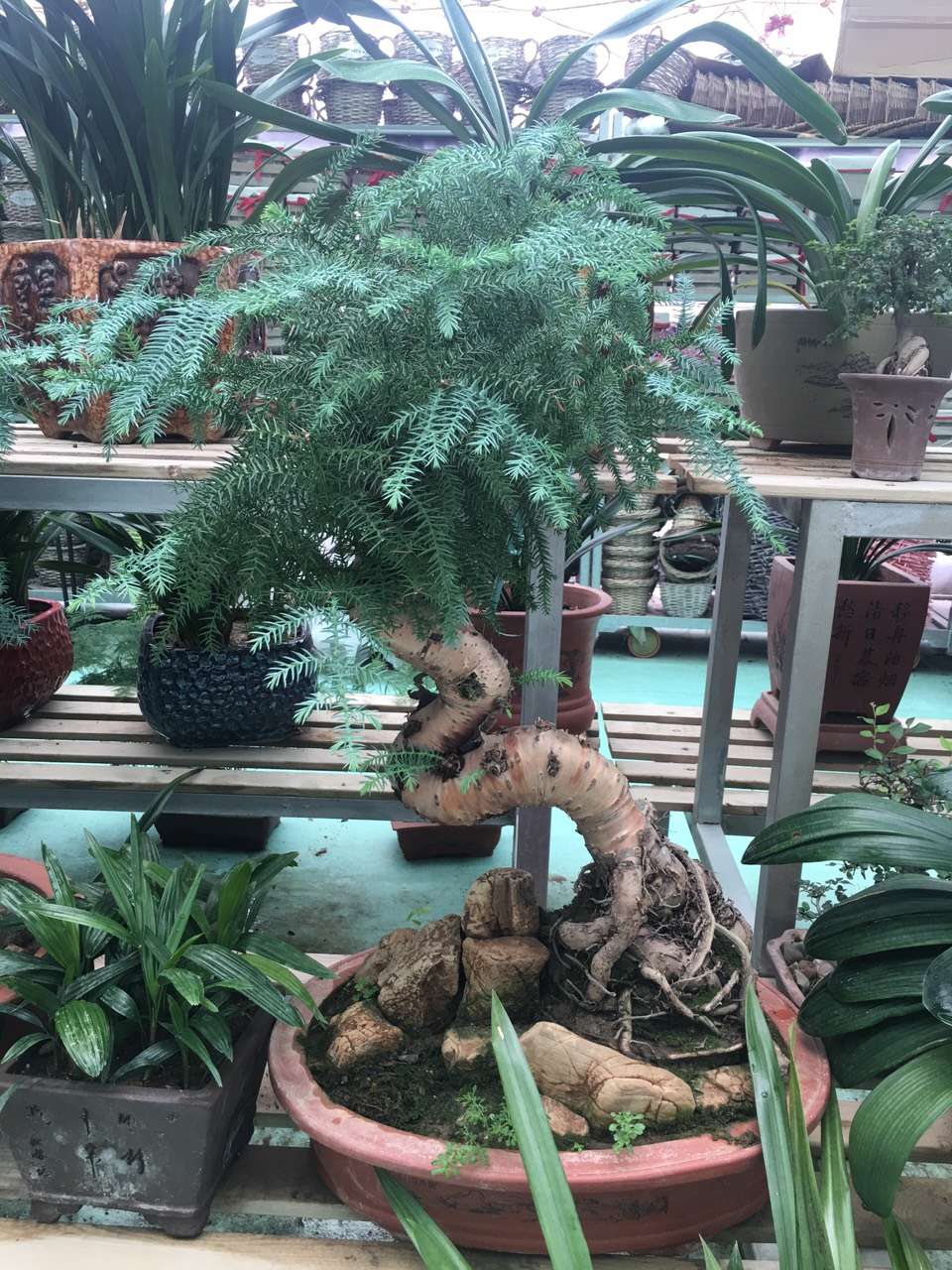 澳洲杉它摆放的两大规矩您真的懂吗