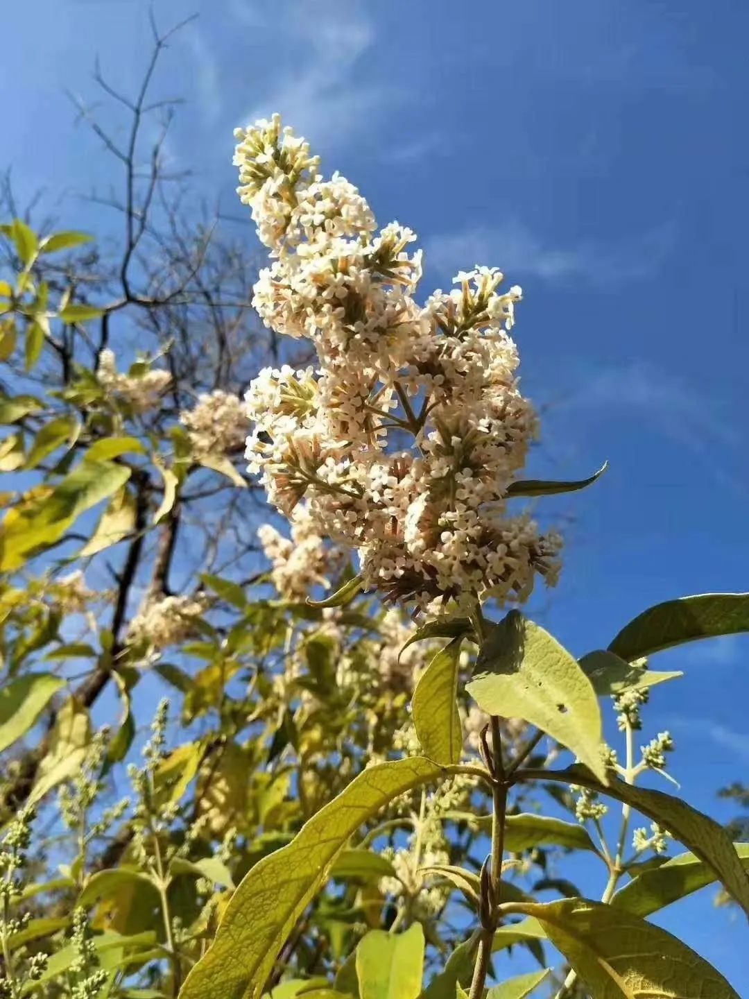 疫情挡不住又一年染饭花开