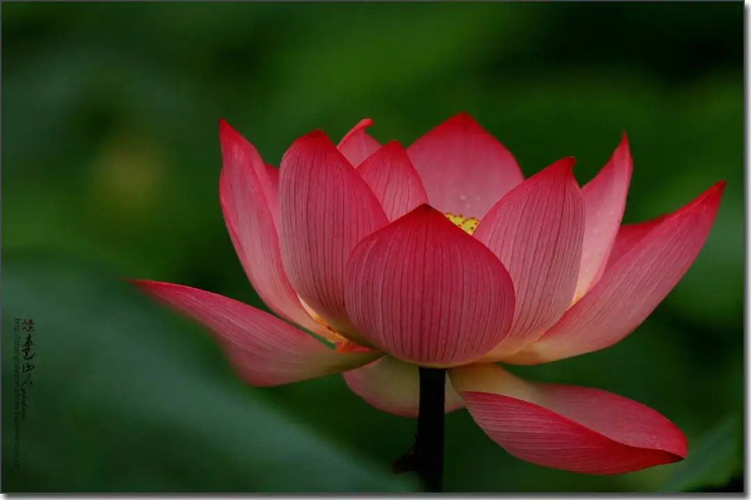 若能钻木出火,淤泥定生红莲这就是说,修行,做人要有一种锲而不舍的