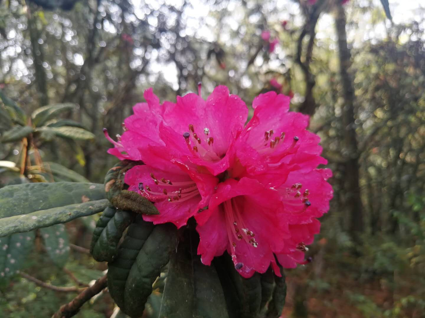 原创楚雄市彝族的樱花节