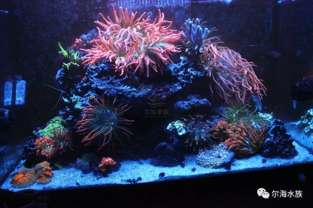 简单纯粹的海葵缸原来都在这里