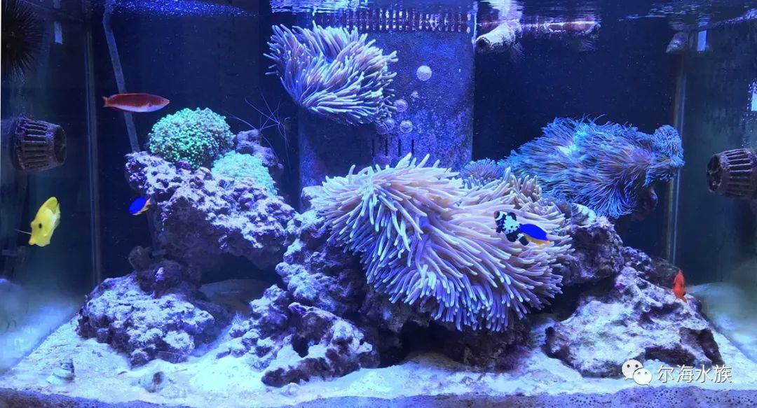 简单纯粹的海葵缸原来都在这里