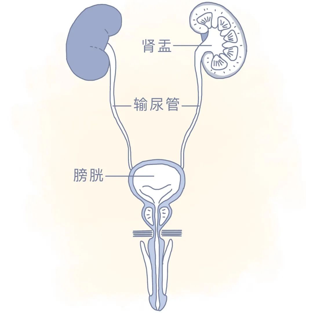 所有被覆尿道上皮组织都有一个共同点 长时间接触尿液