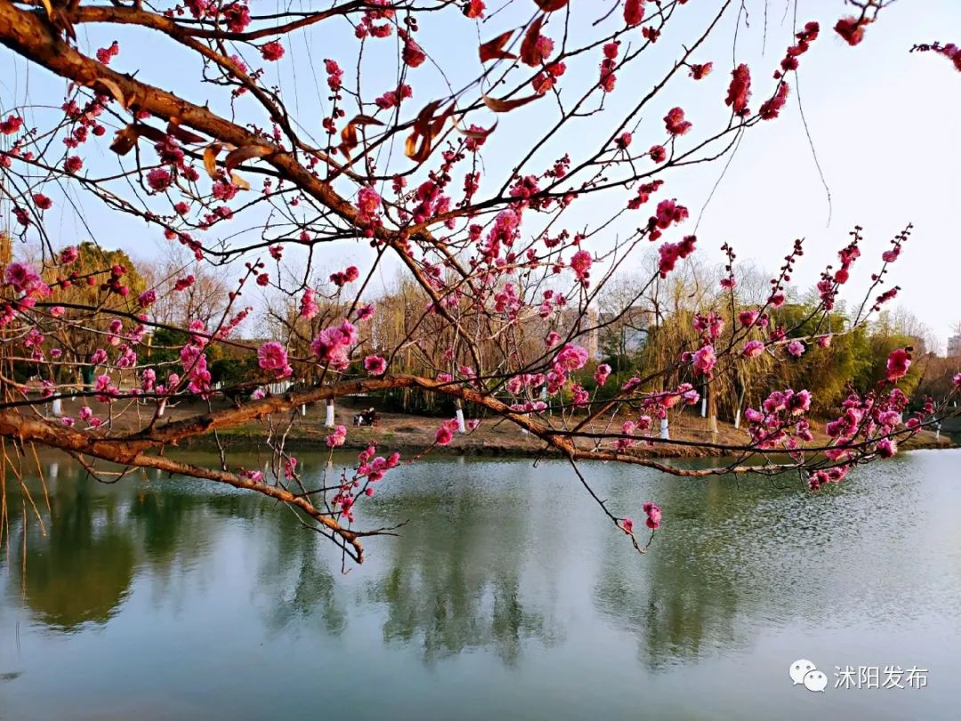 靜靜綻放綺麗的梅花粼粼水面倒映紅梅朵朵虞姬生態園都想湊近去獨享這