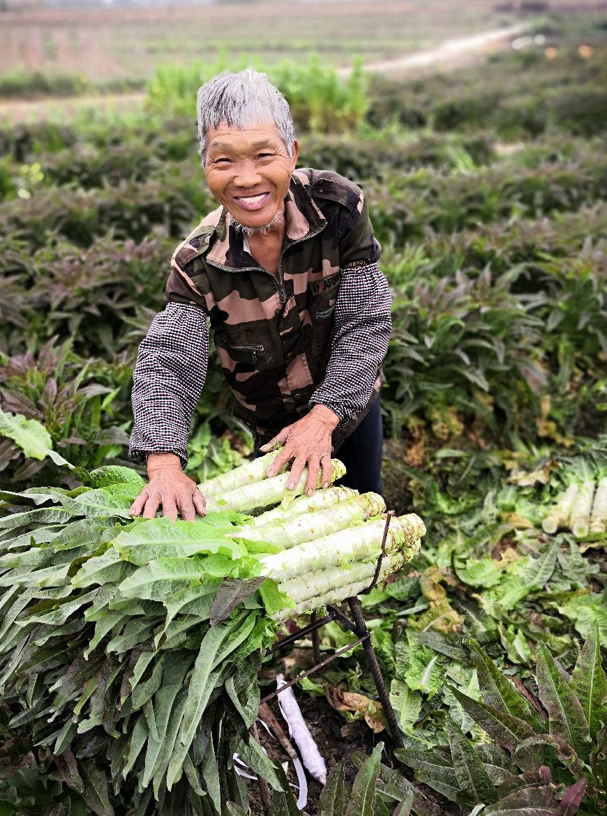 上万斤莴笋就要烂在地里农民愁得睡不着觉关键时刻930和他们来啦