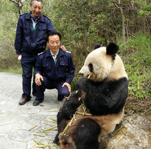 80年代的陕西熊猫被杀案来路不法的钱财只会成为自己的陪葬品