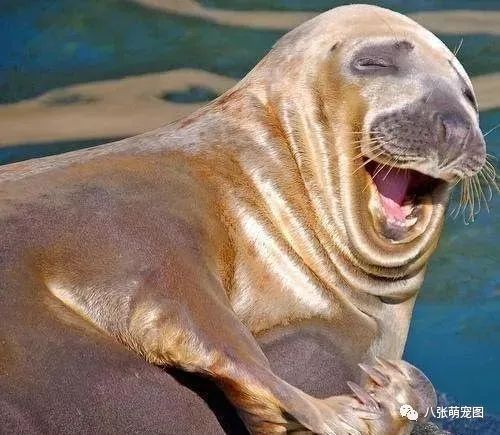 动物的微笑,萌翻了!我肯定你一定没见过!都看过的你来找我!_牙齿