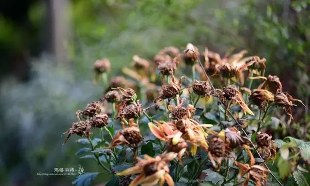 一旁的菊花还撑着,样子也是比较惨,其他的几棵迅速花就冻蔫了.