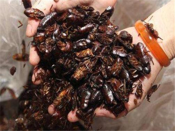 所以肥皂水用来杀蟑螂挺不错的.