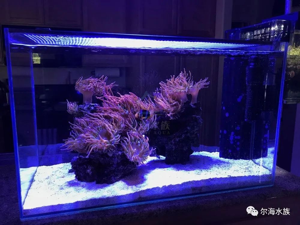 简单纯粹的海葵缸原来都在这里