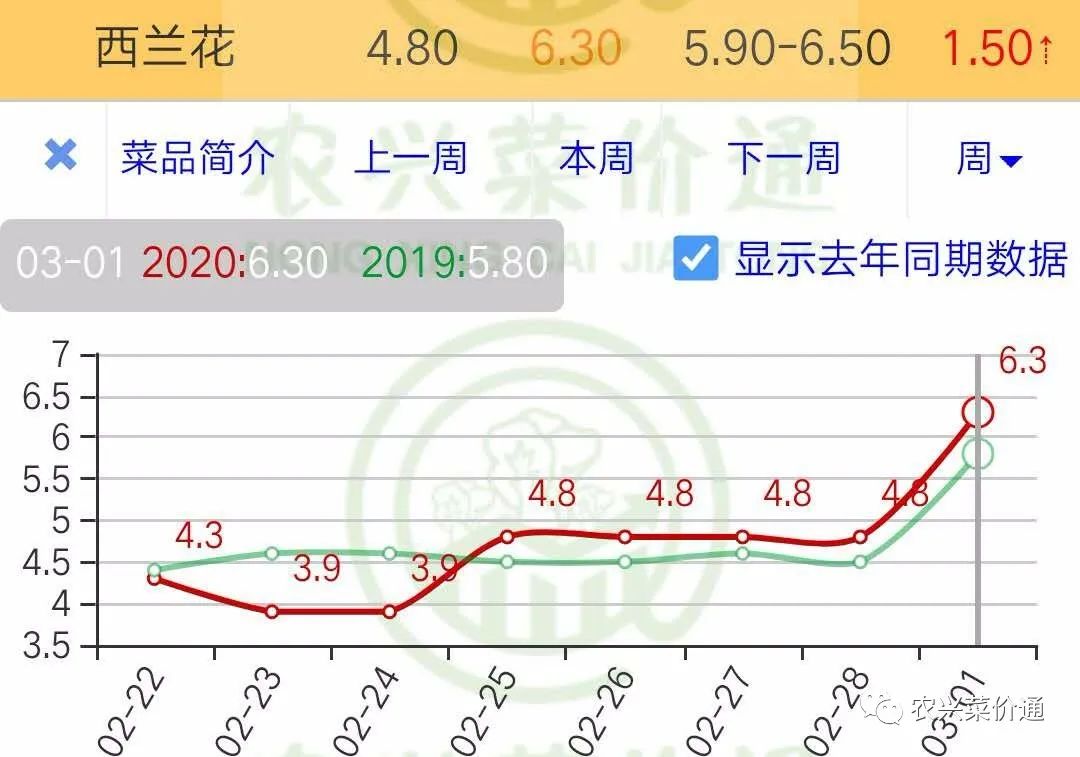 兰花价格 市场行情图片