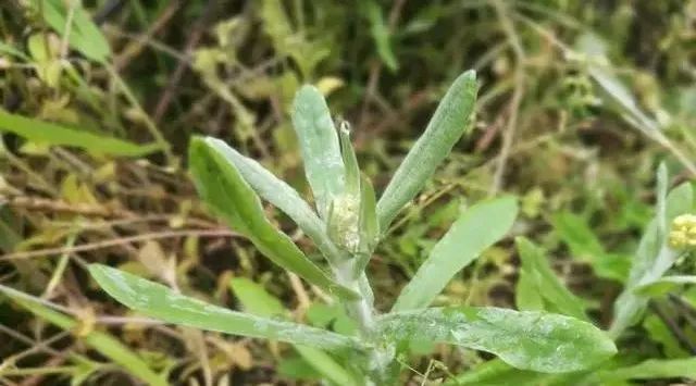 視頻虎城南嶽大樹人弄的清明菜粑粑看到直流口水