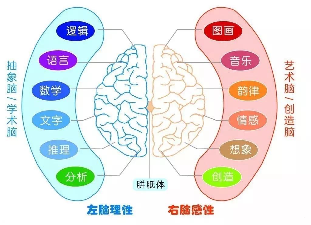孩子左右脑分化好才能成就超强大脑