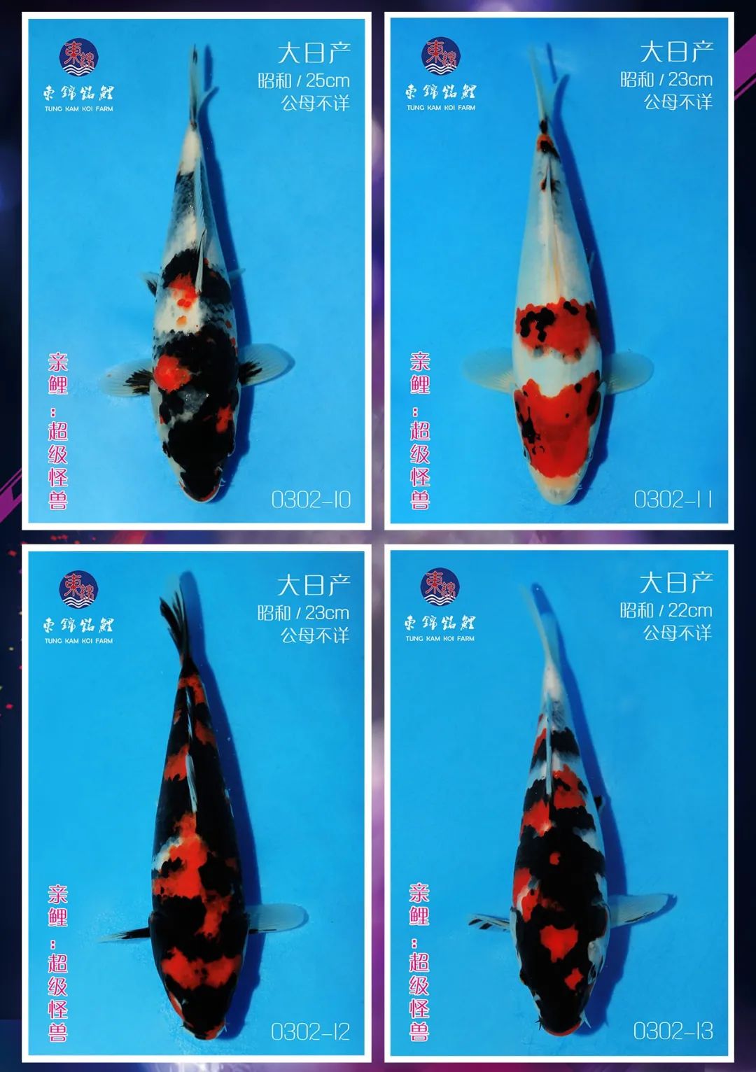 东锦微拍堂直播▏3月2日1900时开播伊佐昭和大日昭和超级怪兽松江红白
