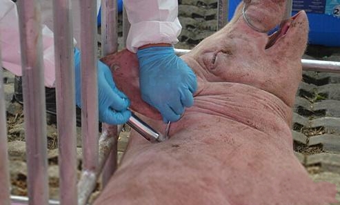 如何减少母猪产后三联症做好产后消炎很关键你做对了吗