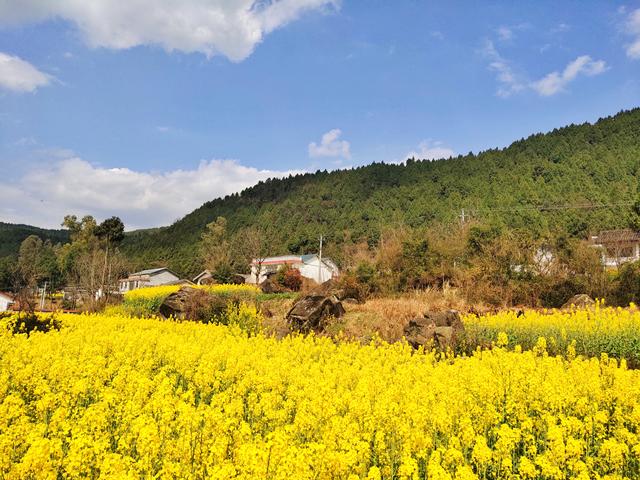 (圖:姜小清)劍閣姜家坪的油菜花已經進入觀賞期.