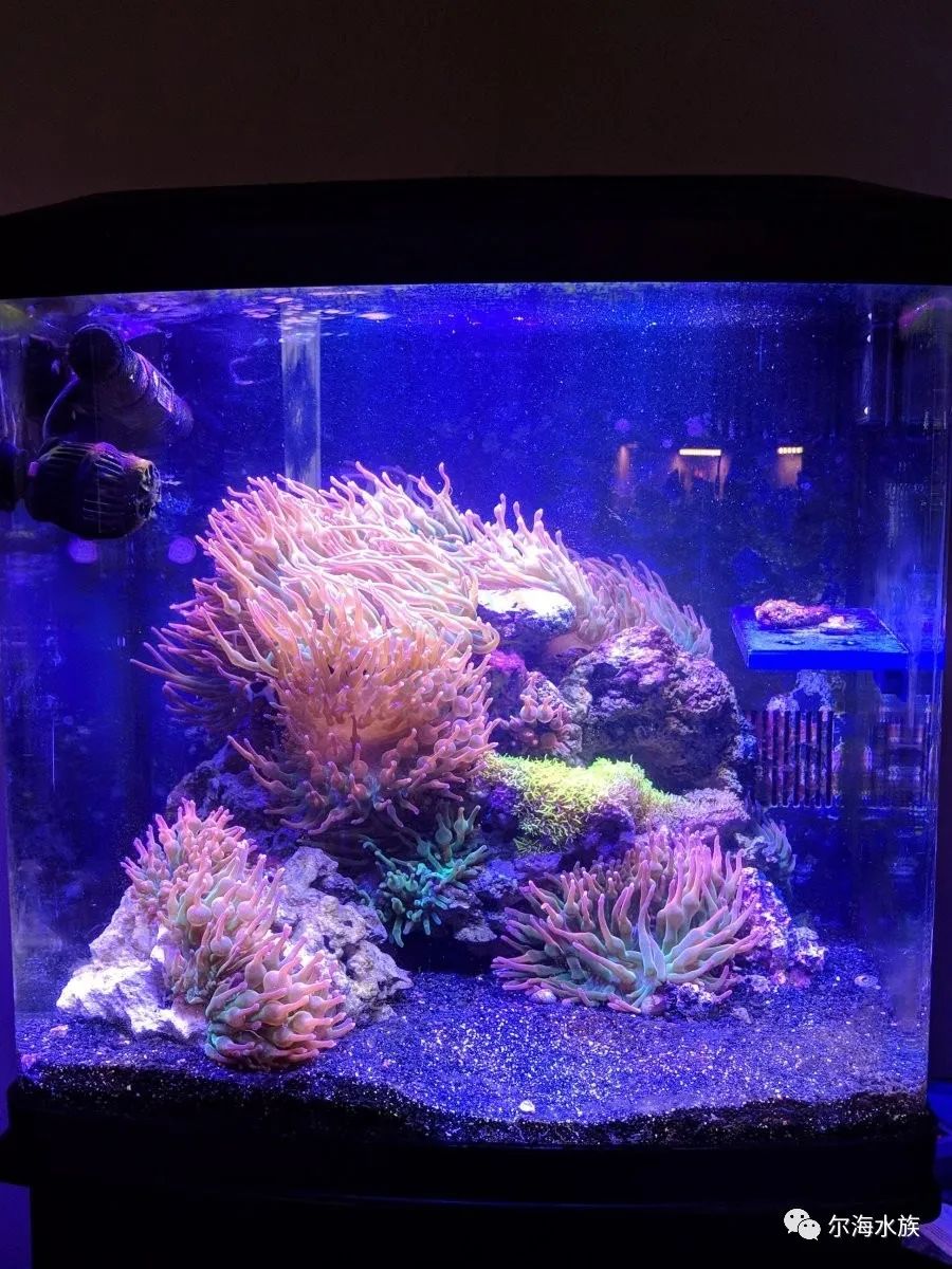 简单纯粹的海葵缸原来都在这里