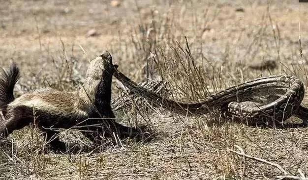 蟒蛇令其它动物闻风丧胆的缠绕绞杀没办法发招,蜜獾猎食蛇类是非常有