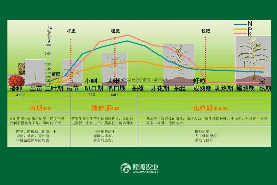 玉米一生需肥特点:苗期需肥少,穗期需肥最多,粒期需肥较多.