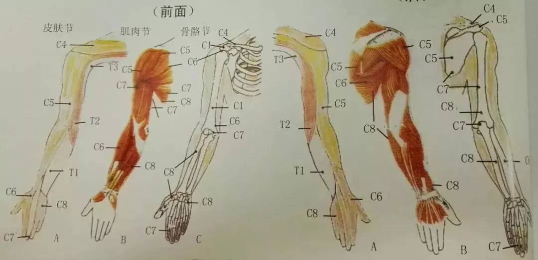 上肢的髓節支配體表感覺神經分佈(後面)