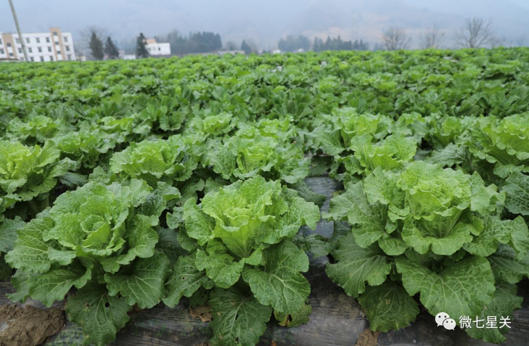 高兴这里的大白菜马上成熟啦