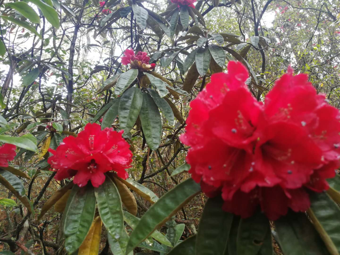 原创楚雄市彝族的樱花节