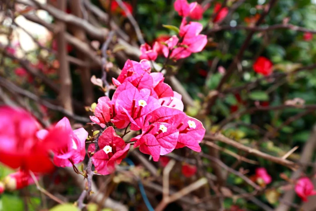 春天来了,湾大的校园醒了_狗尾巴