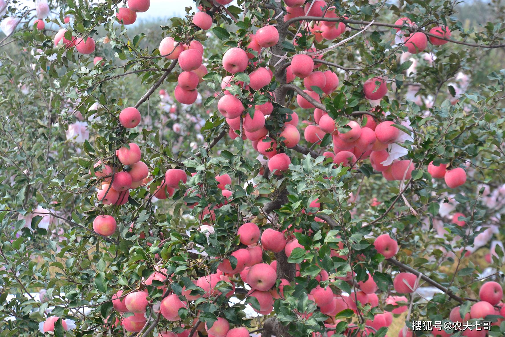 但是我们要根据果树的实际情况来选择,硝酸铵钙在春季苹果树追肥并不