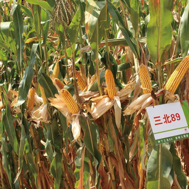 二,抗性优,株型好"三北8