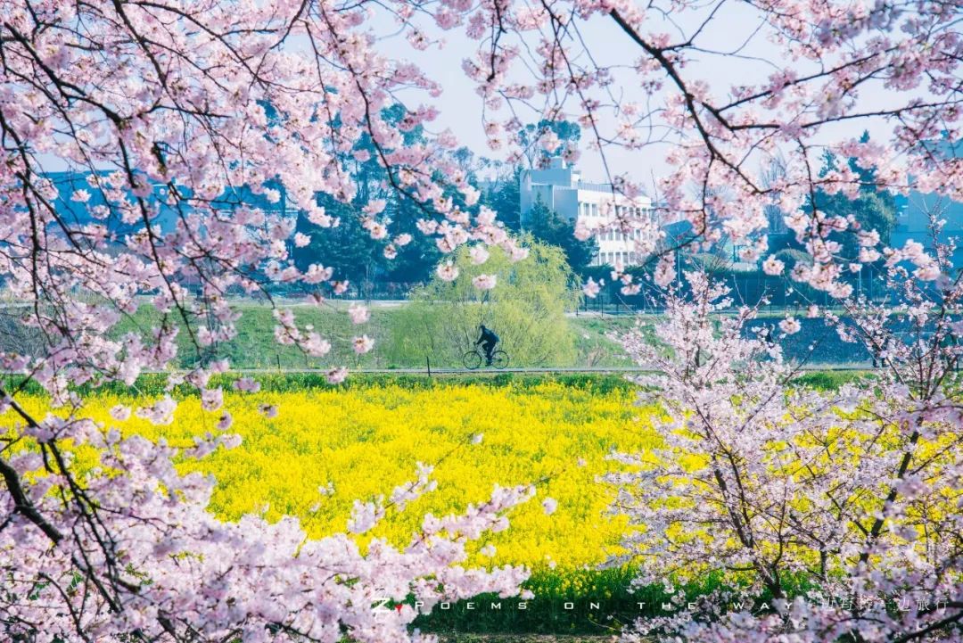 4月 京都府 清水坂垂枝樱▲3月 东京都 千鸟渊染井吉野▲2月 神奈川