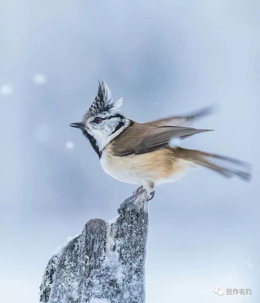 芬兰摄影师捕捉动物精彩的瞬间