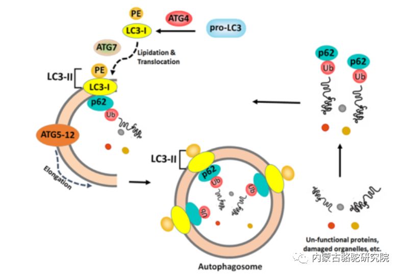 图2自噬通量和自噬体形成的示意图强调各种蛋白质的作用结果:骆驼乳能