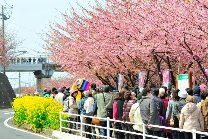 日本神奈川三浦海岸举办樱花节 河津樱与油菜花交相辉映