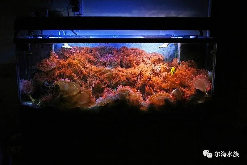 简单纯粹的海葵缸原来都在这里