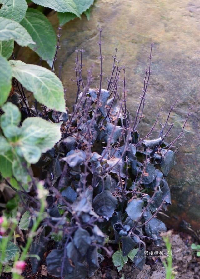 吸毒草(香茶菜),有一棵收到了暖棚里,户外地栽的一棵已经不行了.