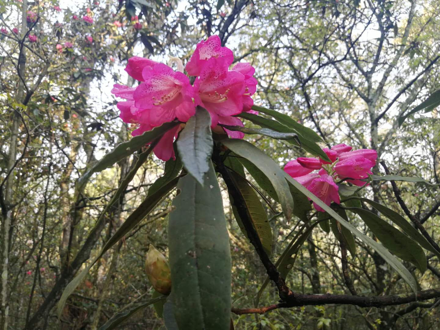 原创楚雄市彝族的樱花节