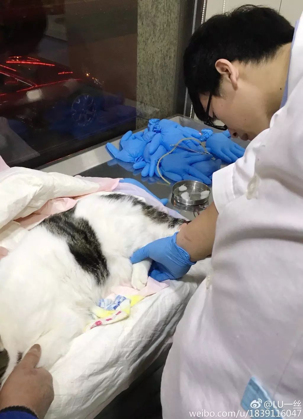 说一说我治疗猫瘟的经验