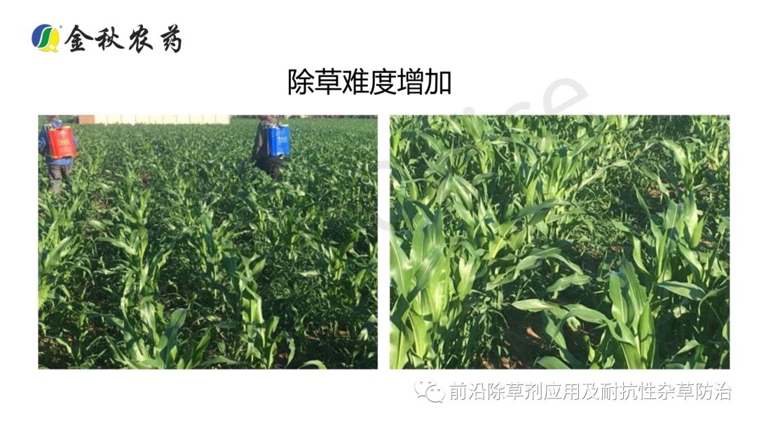 苯唑草酮产品实践推广分享