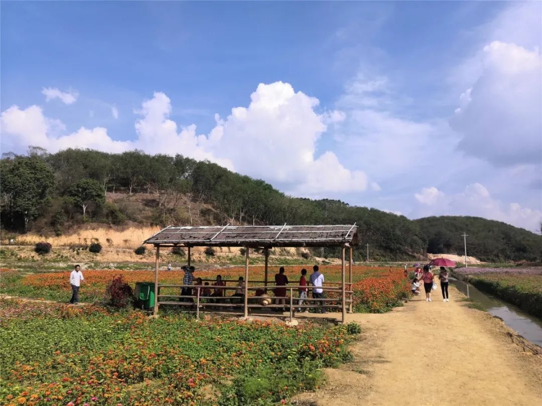 化州平定橘红花开香满园游人赏花如织赏花不忘戴口罩