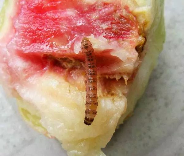 李子食心虫为鳞翅目小卷叶蛾科害虫,是危害李子果实最严重的害虫.